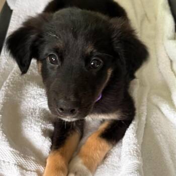 Bowen -  Border Collie Dog for Adoption in Overland Park, Kansas - Bowen | PetCurious