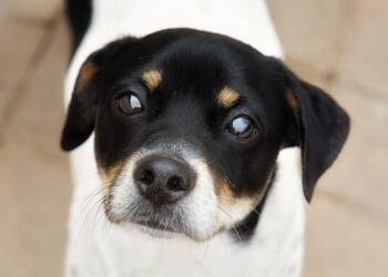 Rescue Jack Russell Terrier Dogs for Adoption in El Cajon, California - Luca | PetCurious