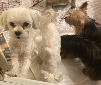 Johnny -  Maltese Dog for Adoption in Moreno Valley, California - Johnny | PetCurious