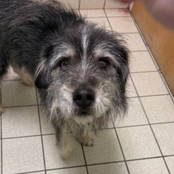 Mixed Breed Dogs Available for Adoption - Darwin | PetCurious