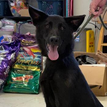 Anubis -  Siberian Husky and Shepherd Dog for Adoption in Jacksonville, Arkansas - Anubis | PetCurious