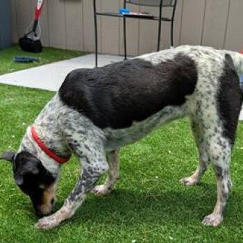 Cherry A -  Australian Cattle Dog Blue Heeler and Terrier Dog for Adoption in Fairfax, Virginia - Cherry A | PetCurious