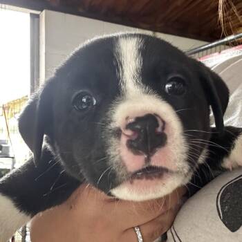 Mixed Breed Dogs Available for Adoption - Katana | PetCurious