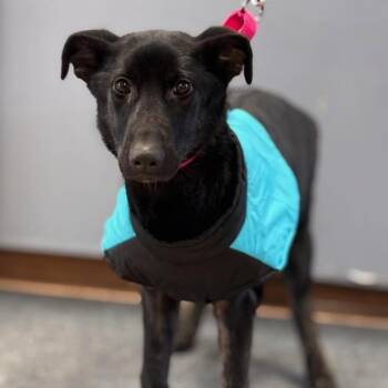 German Shepherd Dog Dogs Available for Adoption - Hope | PetCurious