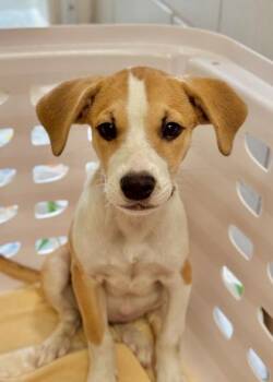 Ruthie -  Labrador Retriever and Mixed Breed Dog for Adoption in Morristown, New Jersey - Ruthie | PetCurious
