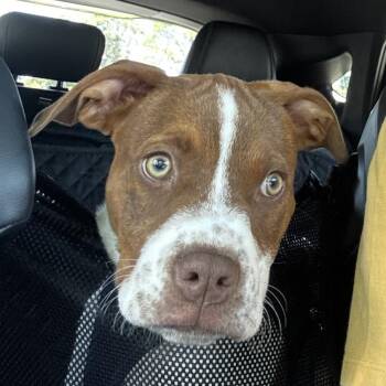 Amigo -  American Bully Dog for Adoption in Copiague, New York - Amigo | PetCurious