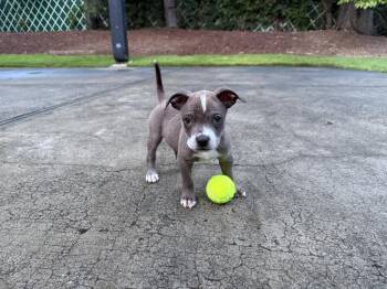 Tiny Cocoa -  Labrador Retriever and Terrier Dog for Adoption in Milton, Georgia - Tiny Cocoa | PetCurious