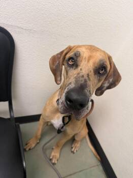 Indy Mae -  Great Dane Dog for Adoption in Bullard, Texas - Indy Mae | PetCurious