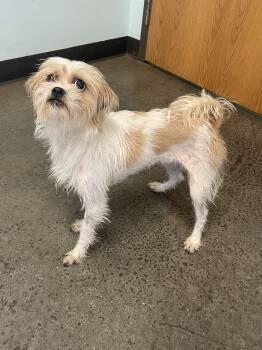 Cookie Cutter -  Mixed Breed Dog for Adoption in Mishawaka, Indiana - Cookie Cutter | PetCurious
