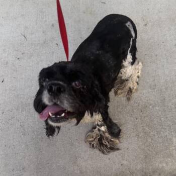 Billy 2 -  Cocker Spaniel Dog for Adoption in Baton Rouge, Louisiana - Billy 2 | PetCurious