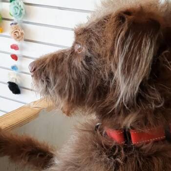Standard Poodle and Mixed Breed Dogs Available for Adoption in Olathe, Kansas - Rustie | PetCurious