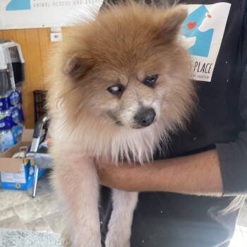 Rescue Pomeranian Dogs for Adoption in San Pablo, California - Willy OE_STRAY | PetCurious