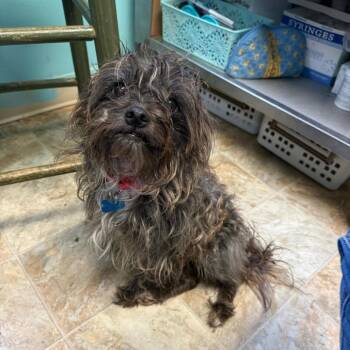 Shih Tzu and Mixed Breed Dogs Available for Adoption - Jughead | PetCurious