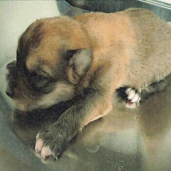 Shepherd and Husky Dogs Available for Adoption in Northbrook, Illinois - Santa Monica | PetCurious