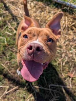 Gabbie -  Mixed Breed Dog for Adoption in Davenport, Iowa - Gabbie | PetCurious