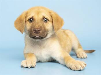 PENGUIN -  Labrador Retriever Dog for Adoption in Phoenix, Arizona - PENGUIN | PetCurious