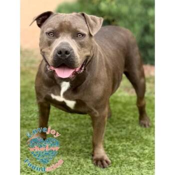 Pit Bull Terrier Dogs Available for Adoption - Zeus MB | PetCurious