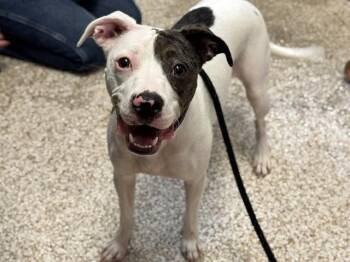 MIMI -  Pit Bull Terrier and Australian Cattle Dog Blue Heeler Dog for Adoption in Pueblo, Colorado - MIMI | PetCurious