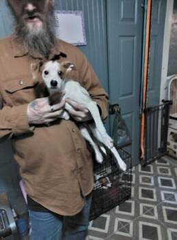 Jack Russell Terrier Dogs Available for Adoption - Fritz | PetCurious