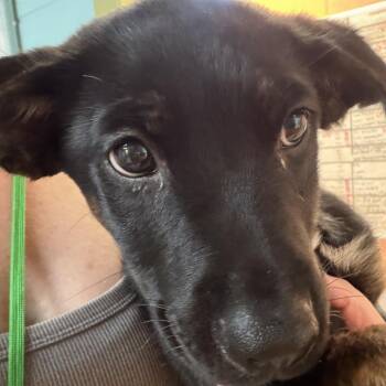 Kebab -  Black Labrador Retriever and Mixed Breed Dog for Adoption in Austin, Texas - Kebab | PetCurious