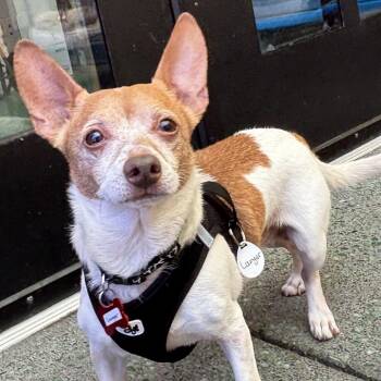 Lounger 14373 -  Chihuahua Dog for Adoption in San Francisco, California - Lounger 14373 | PetCurious