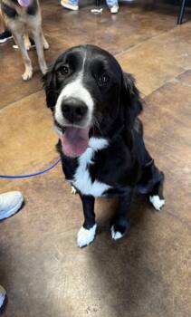 Rescue Border Collie and Mixed Breed Dogs for Adoption in Fort Worth, Texas - Adaline (Annie) | PetCurious