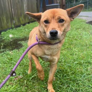 Shiba Inu Dogs Available for Adoption in Columbia, South Carolina - Sheldon | PetCurious