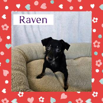 Chihuahua Dogs Available for Adoption - Raven | PetCurious