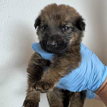 Briar (FTF Only) -  Mixed Breed Dog for Adoption in Laramie, Wyoming - Briar (FTF Only) | PetCurious