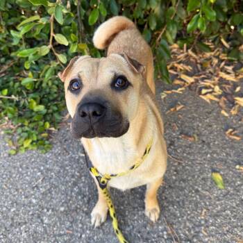 Pepe -  Shar Pei and Mixed Breed Dog for Adoption in Goleta, California - Pepe | PetCurious