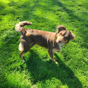 Border Collie and Australian Shepherd Dogs Available for Adoption in Akron, Ohio - Frankie | PetCurious