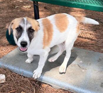 Treasure -  Shepherd Dog for Adoption in Little Rock, Arkansas - Treasure | PetCurious