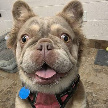 Rayna -  French Bulldog Dog for Adoption in Gloucester, Virginia - Rayna | PetCurious