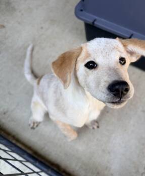 Winslet -  Australian Cattle Dog Blue Heeler Dog for Adoption in Beavercreek, Oregon - Winslet | PetCurious