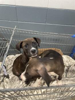 ZOEY -  American Staffordshire Terrier and Mixed Breed Dog for Adoption in Tallahassee, Florida - ZOEY | PetCurious