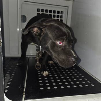 09/24/2026-Stray-2ndAvenue -  Mixed Breed Dog for Adoption in Columbus, Georgia - 09/24/2026-Stray-2ndAvenue | PetCurious