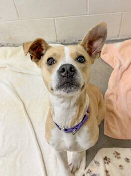 Mixed Breed Dogs Available for Adoption in Sanford, North Carolina - Alaska Roll | PetCurious