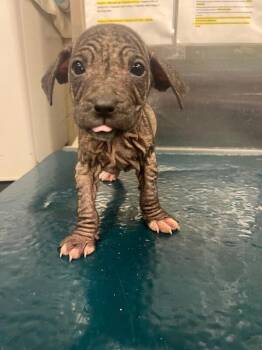 Andromeda -  Mixed Breed Dog for Adoption in Mobile, Alabama - Andromeda | PetCurious