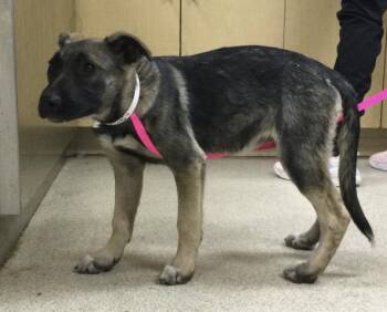 German Shepherd Dog Dogs Available for Adoption in Riverside, California - BUTTERFLY | PetCurious