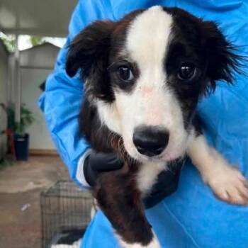 Edward Nubbin -  Border Collie and Mixed Breed Dog for Adoption in New York, New York - Edward Nubbin | PetCurious