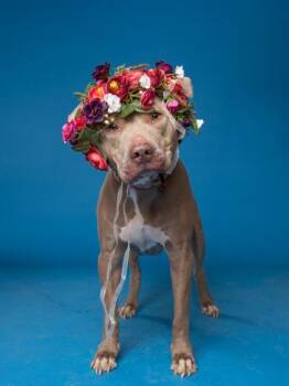 Willow -  Pit Bull Terrier and Mixed Breed Dog for Adoption in Atlanta, Georgia - Willow | PetCurious