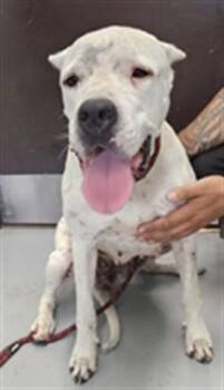 TINY -  Dogo Argentino and Mixed Breed Dog for Adoption in Corpus Christi, Texas - TINY | PetCurious