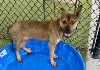 Terrier Dogs Available for Adoption - Buggy Boy Aka Bug | PetCurious