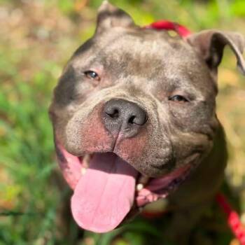 Utah -  Pit Bull Terrier Dog for Adoption in Warren, Ohio - Utah | PetCurious