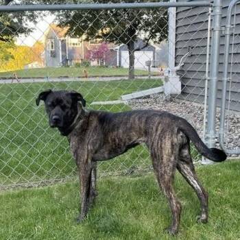 Nova Jean D11502 -  Pit Bull Terrier and Staffordshire Bull Terrier Dog for Adoption - Nova Jean D11502 | PetCurious