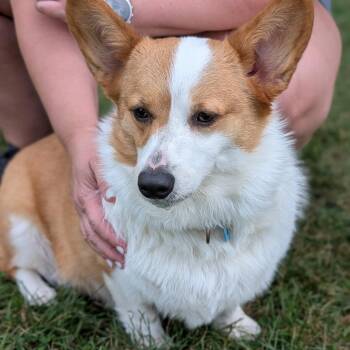 Mochi -  Pembroke Welsh Corgi Dog for Adoption in Fenton, Michigan - Mochi | PetCurious