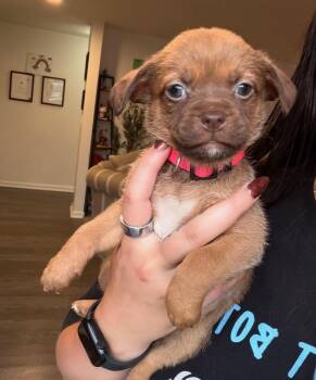 Jasper -  Terrier Dog for Adoption in Berlin, New Jersey - Jasper | PetCurious