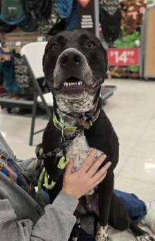 Rescue Pit Bull Terrier and Border Collie Dogs for Adoption in Edwards, Illinois - Bleu | PetCurious