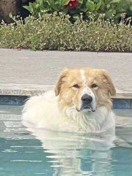 Rescue Great Pyrenees Dogs for Adoption in Houston, Texas - Tram | PetCurious