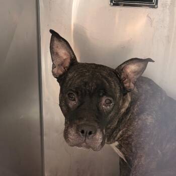 Claire -  Pit Bull Terrier Dog for Adoption in Philadelphia, Pennsylvania - Claire | PetCurious